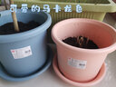 爱丽思（IRIS）花瓶彩色Deepot圆形月季铁线莲花盆园艺批发树脂花盆塑料盆 6号皮肤粉【带托 实拍图