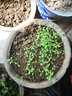 寿禾 农家小叶香菜种子老品种四季芫荽蔬莱籽种籽阳台盆栽冬春季菜籽 傲夏耐热香菜种子120g（60gx2包） 实拍图