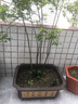 墨春(MOCHUN) 长方形花盆特大号盆栽盆景紫砂花盆室外园艺绿植长型陶瓷花盆超大庭院阳台种菜花盆 70花边长方 长70宽56高29 实拍图