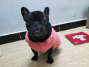 DADAGOU法国斗牛犬衣服宠物棉衣巴哥沙皮胖狗狗秋冬装棉背心加绒加厚棉衣 斗牛犬棉背心-西瓜红 XL-胸围60CM背长35 实拍图