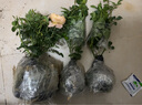 护花侬【带花包发货】欧月果汁阳台室内观花植物花卉盆栽四季开花月季 果汁中苗30cm高 实拍图