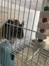 共度（Gong Du）宠物磨牙石小仓鼠金丝熊荷兰猪松鼠龙猫兔子都可用磨牙用品玩具 草饼咬木串（约18cm/1串） 实拍图