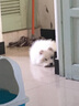牛皮狗项圈狗圈颈圈中型犬大型犬拉布拉多狗脖套定制激光刻字宠物身份牌 2.0cm宽 调节范围（28cm—36cm） 头层软牛皮（备注狗狗名字、出生日期、电话） 实拍图