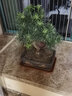 紫砂花盆长方形紫砂花盆室内花卉植物盆栽陶瓷花盆文竹梅花菖蒲盆景盆促销 黑色长方（大号）加托盘 大  紫砂 实拍图