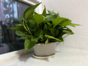 思兰绿萝盆栽大盆景室内新房吸除甲醛鲜活绿植物花卉长藤大叶绿箩批发 180大原盆托盘绿萝【4盆】10肥 实拍图