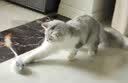 田园顽狗猫狗玩具自嗨解闷神器遥控自动逗狗猫咪老鼠暴走小黄人电动逗猫棒 充电毛绒老鼠【智能休眠启停】 玩具 实拍图