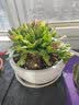 御春阁4年大苗带花苞 多肉植物长寿花盆栽绿巴黎重瓣花苗室内阳台花卉 长寿花红色一盆（带花苞） 实拍图