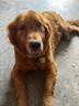 宝路狗粮 训养场成犬全犬种20kg 实拍图
