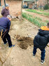 车厘子树苗樱桃树苗南方北方种植盆栽庭院果树矮化樱桃树大樱桃苗 5年苗（当年结果）品种备注 实拍图