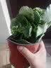 御春阁驱蚊草 室内灭虫杀 蚊子香 草驱蚊子绿植花卉香叶天竺葵盆栽地栽  大苗 实拍图