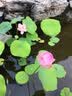 森森（SUNSUN）鱼池过滤器鱼缸过滤桶水池循环设备池塘过滤系统子公司格池 CPF适合30立方水过滤套餐【带水泵全套】 实拍图