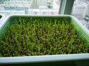 芽苗菜盘保温款带盖无土栽培豆芽菜育苗盘客厅阳台桌面纸上种菜香椿芽冬季室内种植蔬菜套餐 保温盘(带盖)单排4盘 实拍图