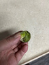 绿食者 新鲜孢子甘蓝3-5斤 迷你小包菜 小卷心菜 西餐沙拉食材蔬菜 5斤 实拍图