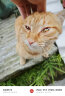 奥丁（ODIN）猫粮 鲜肉美毛 幼猫成猫美短英短蓝猫暹罗猫 鱼肉味天然猫粮2kg 实拍图