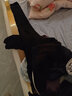 猫人（MiiOW）孕妇打底裤外穿大码长裤秋冬孕妇裤加绒加厚裤子冬装黑色XXL 实拍图