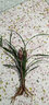 劉閣蘭花春剑珍品 春满园 冬带浓香花苞出售室内办公桌好养绿植花卉盆栽 5苗连体裸根当年开花 实拍图