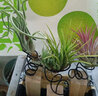 叹为观止空气凤梨鲁布拉无土植物桌面绿植盆栽办公室内花卉 套餐一 含盆 实拍图