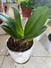御卉阁蝴蝶兰盆栽室内观花植物客厅阳台带盆栽好花卉四季好养易活绿植 红红火火+透明原盆+原土 实拍图