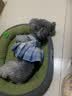 AILUKI日系狗窝猫窝四季通用宠物窝可洗狗狗垫狗床狗垫子小中大型犬地垫 猫狗通用睡垫 橄榄绿 【可拆洗 透气防潮】 XL【75*60cm适合30斤内宠物】柯基柴犬适用 实拍图