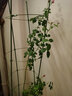 火有水爬藤架子花支架月季花架植物室内花卉支撑杆园艺铁线莲爬藤支架杆 加大款150cm(四杆五圈/圈35CM) 中等 实拍图