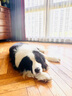 比瑞吉俱乐部狗粮大中型老年犬粮12kg高龄犬粮哈士奇金毛边牧狗粮通用型 老年犬专用粮 实拍图