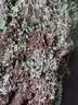 德沃多肥料多肉土颗粒植物土壤种植基质铺面石盆栽养花绿萝兰花通用型营养土 珍 珠 岩5L(1-3mm) 实拍图