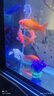 欧宝 鱼缸玻璃生态水族箱子弹头家用客厅屏风金鱼缸大型可定制 弧门款 底滤 1.5米长 实拍图