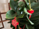 米囹2025新年装饰蛇年元旦过年植绒小灯笼乔迁挂件盆景挂件发财树春节 30个植绒小灯笼【直径约3.5cm】 实拍图