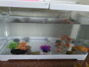 阔庭鱼缸桌面透明生态鱼缸客厅水族箱白色 晒单实拍图