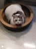 咪贝萌猫抓盆碗型猫窝猫抓板一体磨爪器瓦楞纸宠物猫磨抓用品挠抓板耐磨 椭圆猫窝（外径50CM适合12斤内） 均码 实拍图