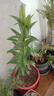 香水百合种球四季花卉好养易活盆栽室内花植物种球浓香百合花种球 C多头重瓣3 百合种球一颗 实拍图