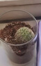 开时果 多肉植物仙人球仙人掌小盆栽桌面植物 肉肉组合办公室内绿植花卉 金冠+白雪光+黄金沙营养土 实拍图