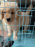 果粒之星纯种金毛幼犬双血统小金毛金毛犬巡回寻回犬沙滩金枫叶宠物狗活体 血统级 实拍图