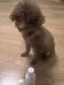 布尔狗狗沐浴露护毛素抑菌去污净白除臭留香柔顺波洗澡金色白色棕色通 狗狗果香通用型/瓶 实拍图