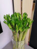 若绿 富贵竹水培植物花卉盆栽 室内客厅转运绿植 办公室桌面好养 龙竹高50厘米10支 实拍图