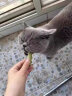 尧禹万物猫零食冻干猫草棒粒猫咪磨牙棒冻干多春鱼鳕鱼猫狗零食 2罐40支鸡肉猫草棒 实拍图