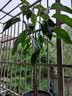 白兰花盆栽花卉植物室内花四季黄角兰白玉兰花树苗老桩带花苞开花 白兰4年苗70cm高当年开花 不含盆 实拍图