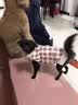 阿莫尔秋冬猫咪衣服加厚保暖可牵引棉衣宠物比熊泰迪小型犬马甲狗狗衣服 皮毛一体（粉色） M(建议5-8斤具体参考胸围背长) 实拍图