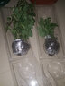 寿禾 香草苗大全薄荷苗盆栽带土可食用秧苗冬春季四季观赏绿植薄荷叶 百里香苗5棵 实拍图