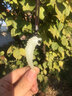 昆玉谣新疆和田玉羊脂白玉青玉狼牙吊坠挂坠项链玉坠玉石挂件男士礼品 白玉大号 实拍图