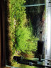 森森（SUNSUN）鱼缸水族箱超白玻璃水草缸造景桌面缸 超白420标配(含灯 水泵 超白鱼缸) 实拍图