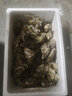 海味先生 生蚝鲜活 海蛎子 2.5kg 袋装 【推荐】5斤生蚝（25-28只） 实拍图