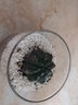绿荫巷子多肉植物类绿植盆栽肉肉办公室内仙人掌球桌面带盆好养活小盆景 【绯花玉】高透玻璃杯土砂+hello猫头鹰 实拍图