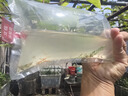 广东黑壳虾活体除藻鱼套餐除藻虾清洁虾观赏虾草虾鱼缸活体免包邮 精选1.5厘米起大号20+20备损共40 实拍图