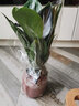 惜林园 水培绿植盆栽好养易活植物文竹净化空气室内办公室桌面花卉摆件 实拍图