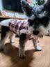 阿莫尔秋冬猫咪衣服加厚保暖可牵引棉衣宠物比熊泰迪小型犬马甲狗狗衣服 皮毛一体（粉色） M(建议5-8斤具体参考胸围背长) 实拍图
