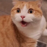 麦富迪猫零食猫冻干猫咪零食冻干桶成幼猫通用冻干磨牙零食 多春鱼50g（增肥补钙） 实拍图
