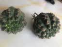 仙人球绯花玉开花带花苞仙人掌类多肉绿植物桌面花卉小盆栽 花仙子直径6-8厘米 不含盆 实拍图