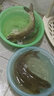 鲟鱼苗淡水养殖大型冷水鱼可食用中华观赏鱼缸清洁批发鲟鱼鱼苗 优质鲟鱼苗8-10厘米3条 实拍图