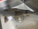川泽新关东鱼钩绑好子线双钩成品套装钓鱼神器鲫鲤大物鲢鳙钩黑坑鱼钩 75CM(钩2线2.0+钩3线2.5） 新关东无刺盒装（共20付） 实拍图